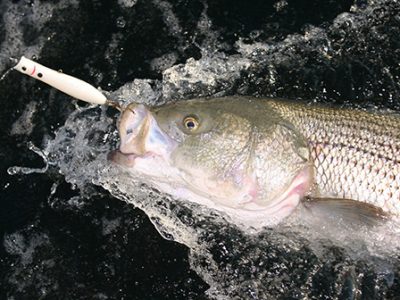 Maine Fish Species Chart